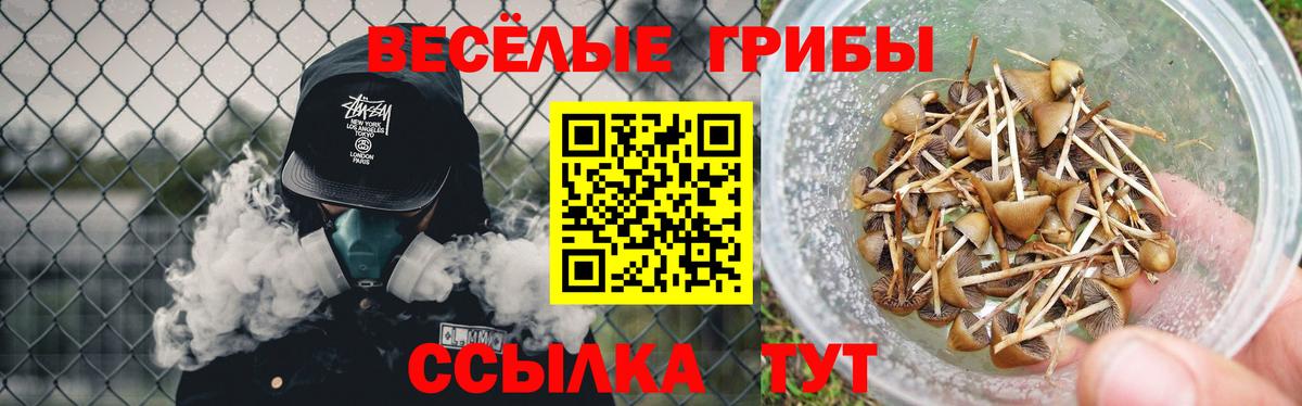 Псилоцибиновые грибы Psilocybe Михайловск